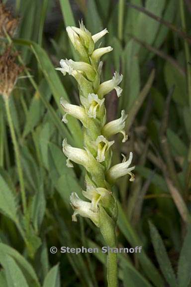 spiranthes romanzoffiana 4 graphic